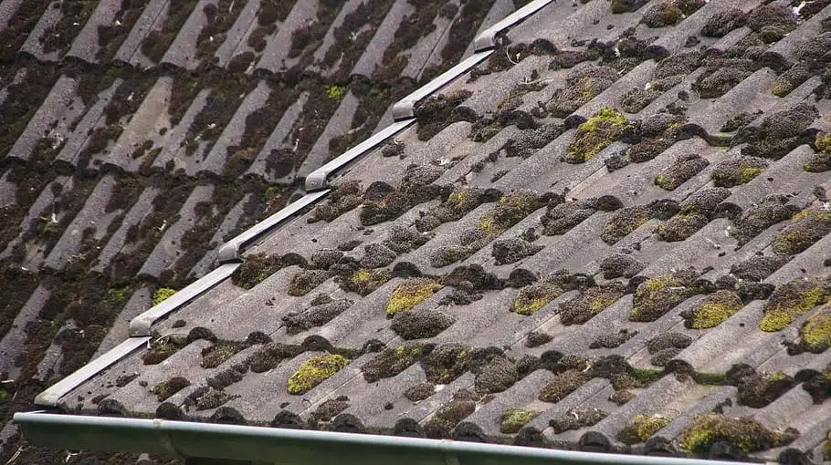 roof tiles covered up in moss