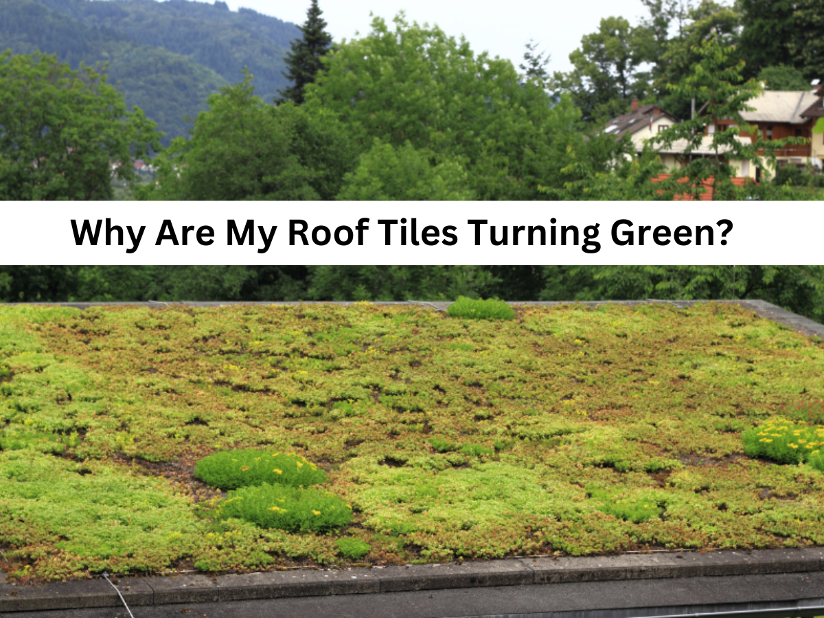 moss growth on roof